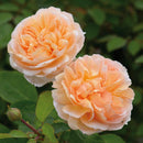 Rosa The Lady Gardener 6 ltr pot (C6)