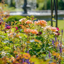 Rosa The Lark Ascending 6 ltr pot