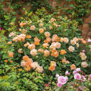 Rosa The Lark Ascending 6 ltr pot