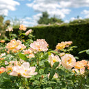 Rosa The Lark Ascending 6 ltr pot
