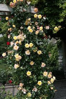 Climbing Moonlight "Extra grote Klimroos" reeds 200-250 cm 20 ltr pot (C20)