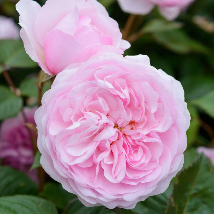 Rosa Olivia Rose Austin