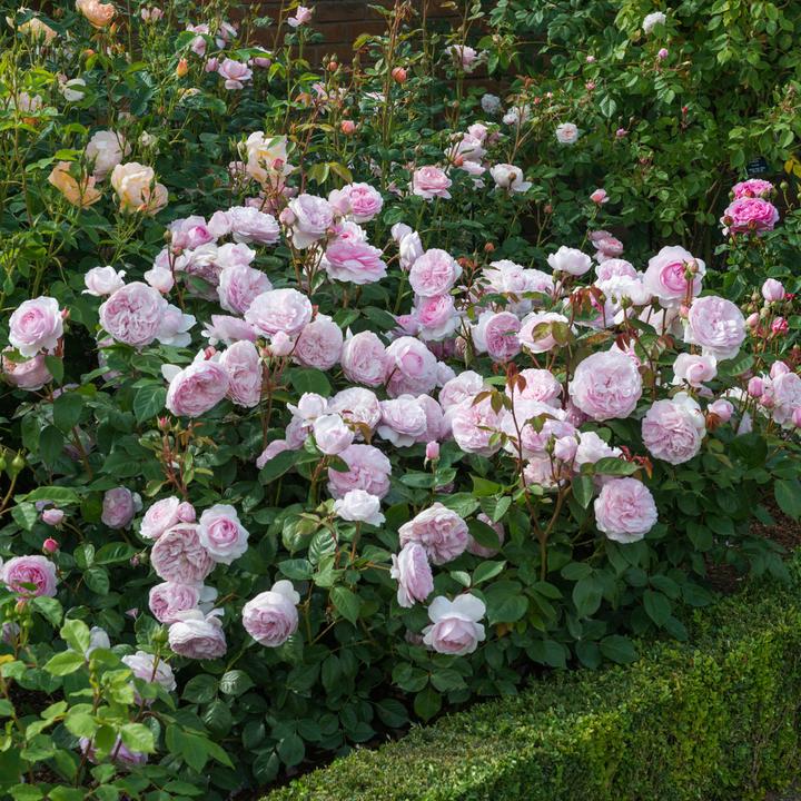 Rosa Olivia Rose Austin
