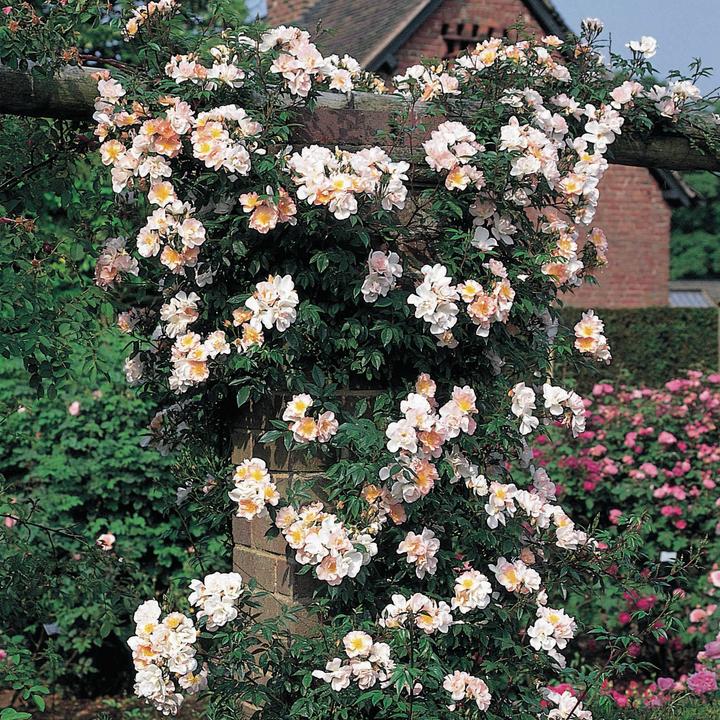 Rosa Open Arms 125-150  pot C10