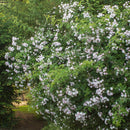 Rosa Paul's Himalayan Musk Rambler