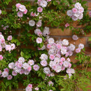 Rosa Paul's Himalayan Musk Rambler