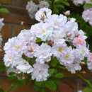Rosa Paul's Himalayan Musk Rambler