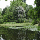 Rosa Paul's Himalayan Musk Rambler