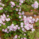 Rosa Paul's Himalayan Musk Rambler