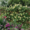 Rosa The Pilgrim (C6)