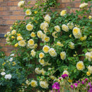 Rosa The Pilgrim (C6)