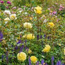 Rosa The Poet's Wife (C6)