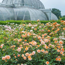 Port Sunlight 6 ltr pot (C6)