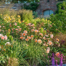 Port Sunlight 6 ltr pot (C6)