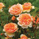 Port Sunlight 6 ltr pot (C6)