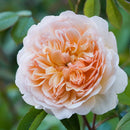 Port Sunlight 6 ltr pot (C6)