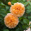 Port Sunlight 6 ltr pot (C6)