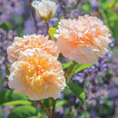Port Sunlight 6 ltr pot (C6)