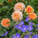 Port Sunlight 6 ltr pot (C6)