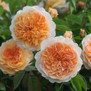 Port Sunlight 6 ltr pot (C6)