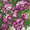 Purple Splash "Extra grote Klimrozen" reeds 200-250 cm 20 ltr pot (C20)