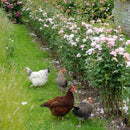 Queen of Sweden 6 ltr pot (C6)