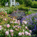 Queen of Sweden 6 ltr pot (C6)