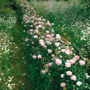 Queen of Sweden 6 ltr pot (C6)