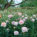 Queen of Sweden 6 ltr pot (C6)