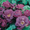 Rhapsody in Blue "Extra grote Klimroos" reeds 200-250 cm 20 ltr pot (C20)