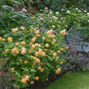 Roald Dahl 4 ltr pot (C4)