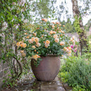 Roald Dahl 4 ltr pot (C4)