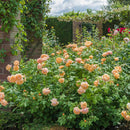 Roald Dahl 4 ltr pot (C4)