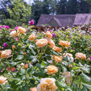 Roald Dahl 4 ltr pot (C4)