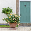 Roald Dahl 4 ltr pot (C4)