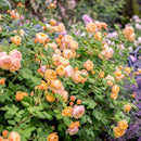 Roald Dahl 4 ltr pot (C4)