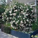 Rosa Schneewittchen (syn. Iceberg)