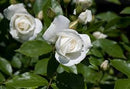 Rosa Schneewittchen (syn. Iceberg)