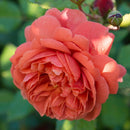 Rosa Summer Song 6 ltr pot (C6)