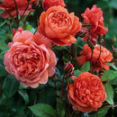 Rosa Summer Song 6 ltr pot (C6)
