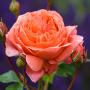 Rosa Summer Song 6 ltr pot (C6)