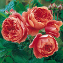 Rosa Summer Song 6 ltr pot (C6)