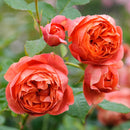 Rosa Summer Song 6 ltr pot (C6)