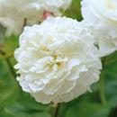 Rosa Susan Williams Ellis