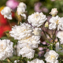 Rosa Susan Williams Ellis