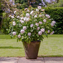 Rosa Susan Williams Ellis