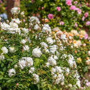 Rosa Susan Williams Ellis