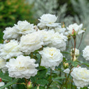 Rosa Susan Williams Ellis