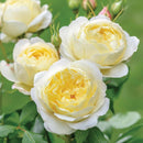 Rosa Vanessa Bell 6 ltr pot (C6)