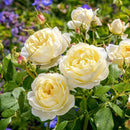 Rosa Vanessa Bell 6 ltr pot (C6)